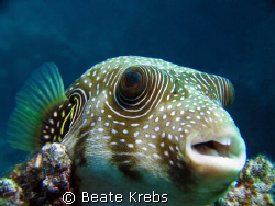 Pufferfish , El Quadim , Red Sea , Egypt, Canon S70 with ... by Beate Krebs 